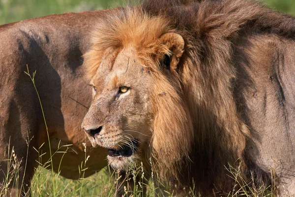2 頭のライオン (パンテーラ レオ) クローズ アップ — ストック写真