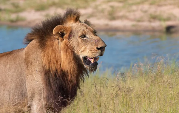 Lion (panthera leo) närbild — Stockfoto