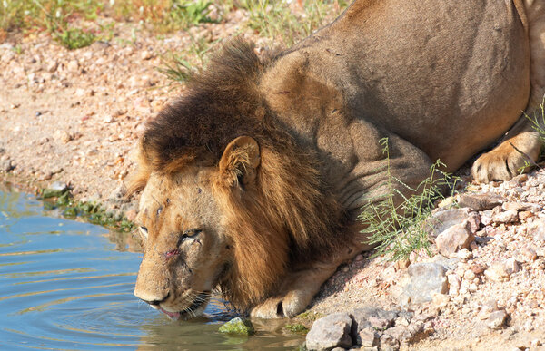 Лев (Panthera leo) питьевая вода

