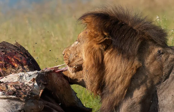 Лев (Panthera leo) ест — стоковое фото