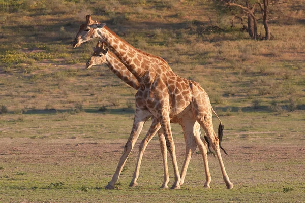 Два giraffe — стокове фото