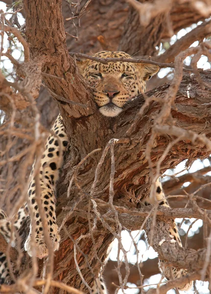 Леопард (Panthera pardus) лежит на дереве — стоковое фото