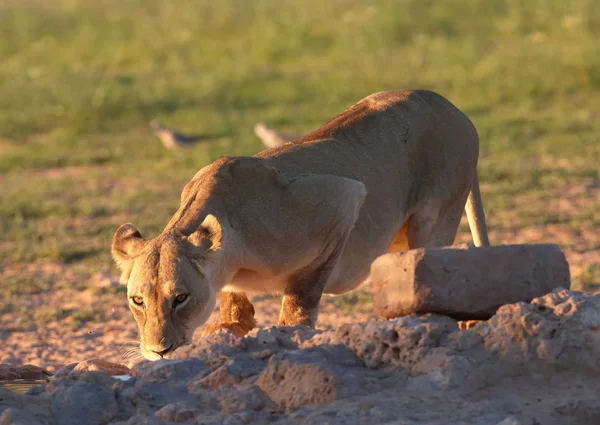 Löwin (Panthera leo) Trinkwasser — Stockfoto