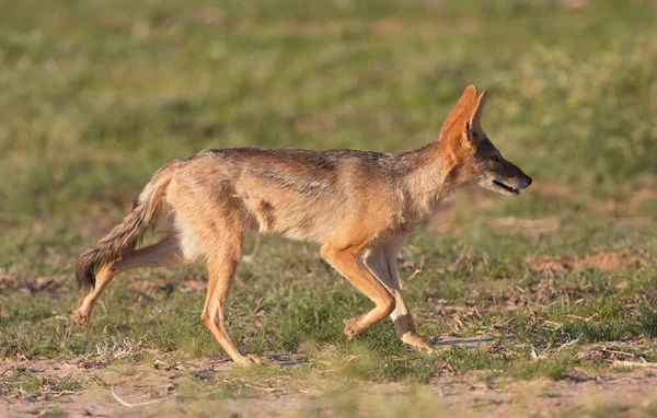 Waarschuwing Black-backed jakhals (Canis mesomelas) — Stockfoto