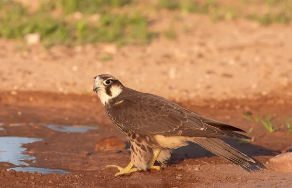 Falco pellegrino (falco peregrinus) — Foto Stock