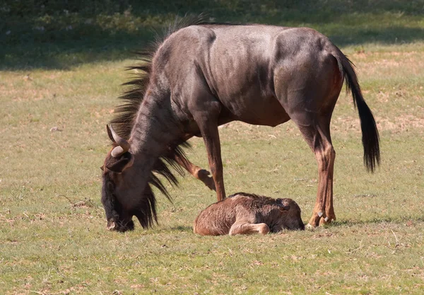 stock image Blue wildebeest (Connochaetes taurinus)