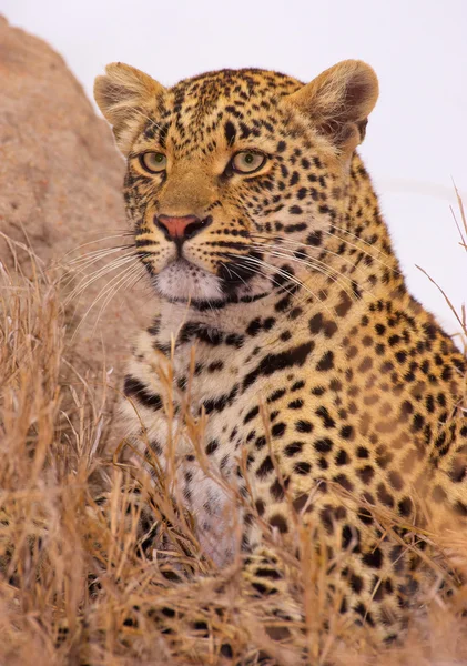 Leopardo descansando en sabana — Foto de Stock