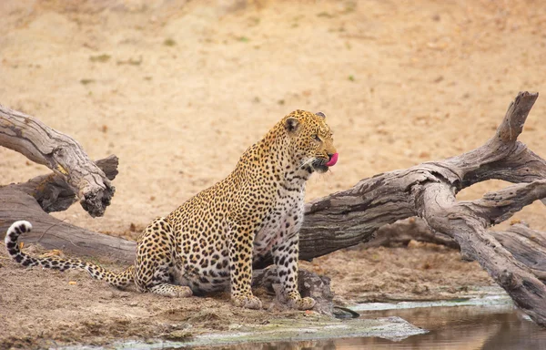 Leopar içme suyu — Stok fotoğraf