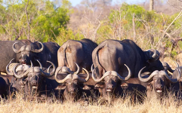 Buffalo (Syncerus caffer) i naturen — Stockfoto