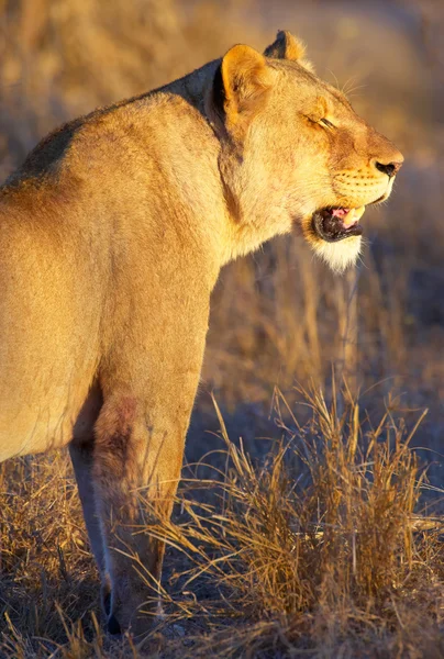 母狮 (猫科狮子座) 在萨凡纳 — 图库照片