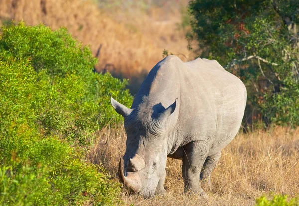 Великий білий носоріг — стокове фото