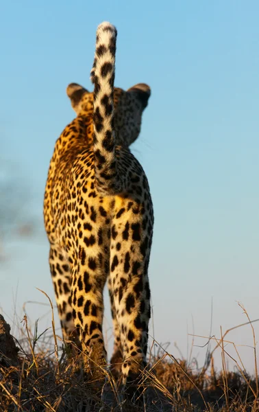 Λεοπάρδαλη στέκεται στη σαβάνα — Φωτογραφία Αρχείου