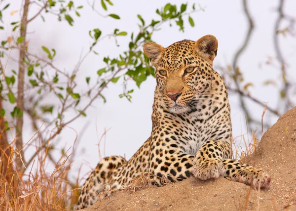 Leopardo a riposo nella savana — Foto Stock