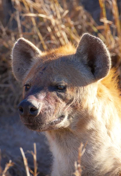 Gevlekte hyaena (Crocuta crocuta) — Stockfoto