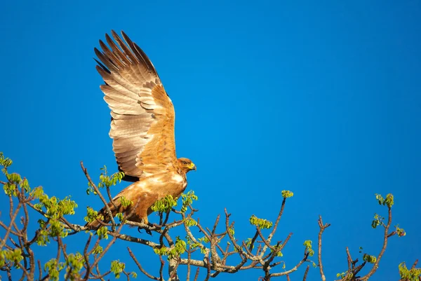 黄褐色の鷲 (アクイラ ラパックス) — ストック写真