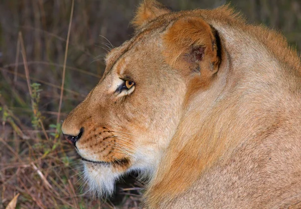 León (pantera leo) en sabana — Foto de Stock