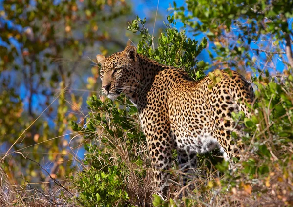 Леопард стоит в Саванне — стоковое фото