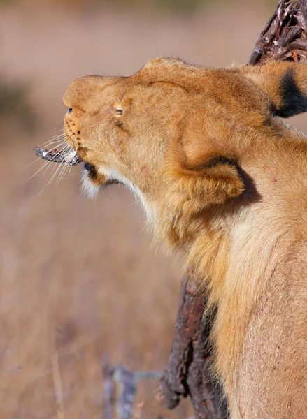 León (pantera leo) rascándose la cabeza —  Fotos de Stock