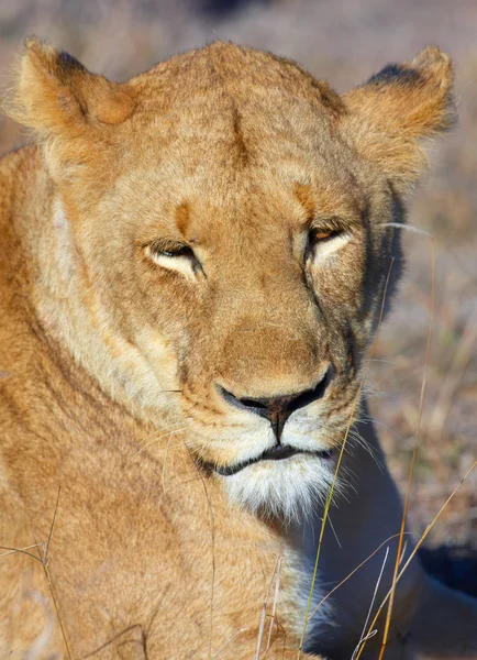 Lioness (panthera leo) close-up — Stock Photo, Image