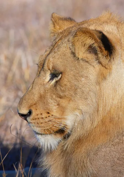 Leão (panthera leo) close-up — Fotografia de Stock
