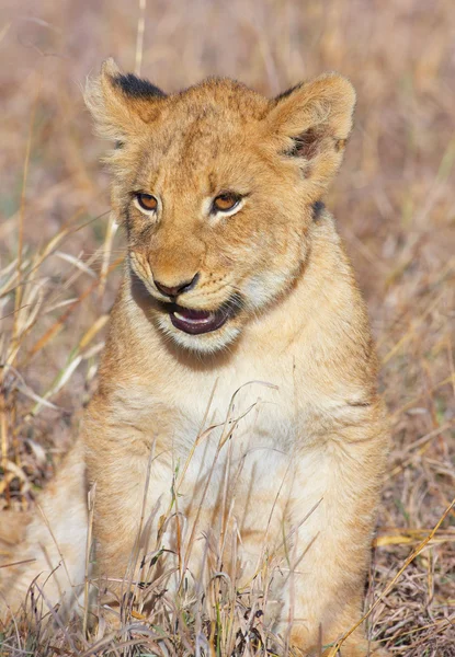 Lion cub (panthera leo) närbild — Stockfoto