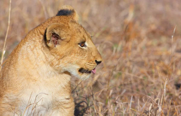 Lion cub (panthera leo) närbild — Stockfoto