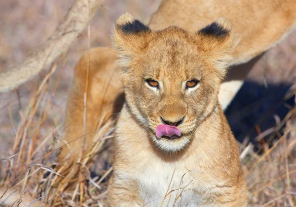 Cub λιοντάρι (panthera leo) close-up — Φωτογραφία Αρχείου