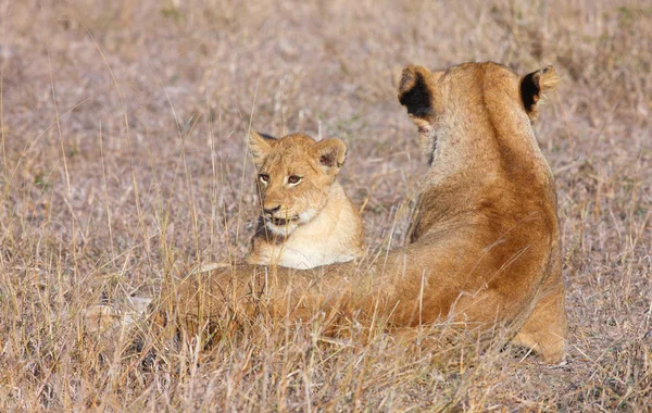 Kölyök oroszlán (panthera leo) közeli képe — Stock Fotó