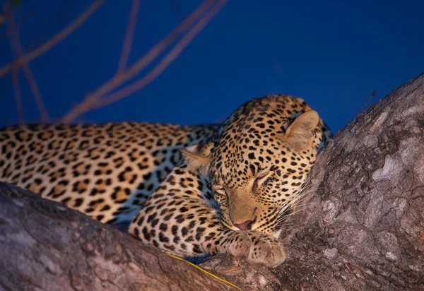 Леопард спит на дереве — стоковое фото