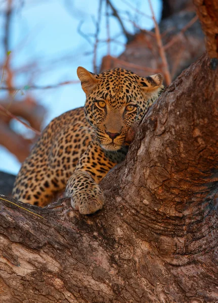 Λεοπάρδαλη που βρίσκεται στο δέντρο — Φωτογραφία Αρχείου