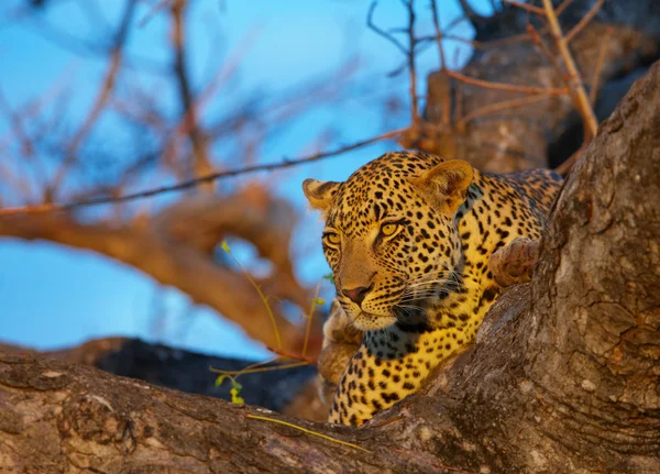 Leopard liggande på trädet — Stockfoto