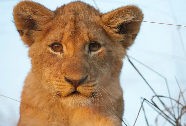 Cub Leeuw (panthera leo) close-up — Stockfoto