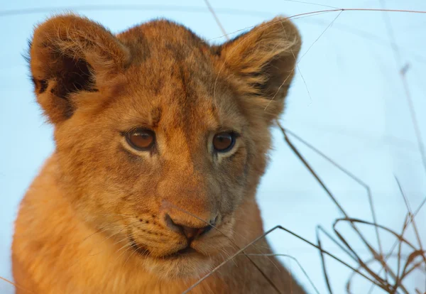 Cub Leeuw (panthera leo) close-up — Stockfoto