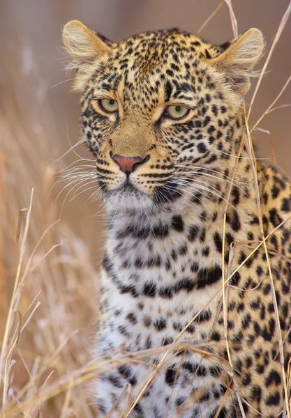 Leopard rusten in savannah — Stockfoto