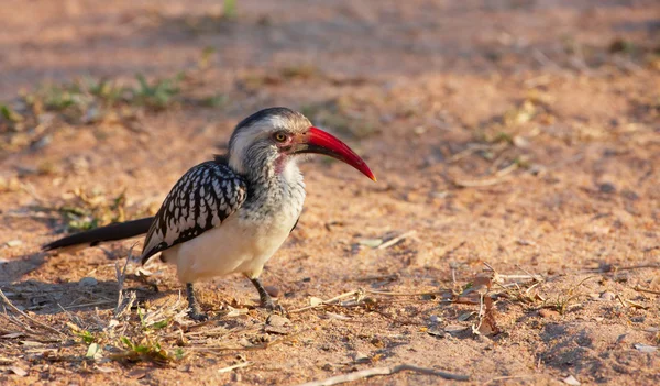 Hornbill-de-bico-vermelho-sul — Fotografia de Stock
