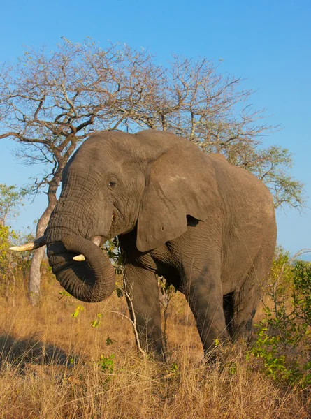Grande toro elefante — Foto Stock