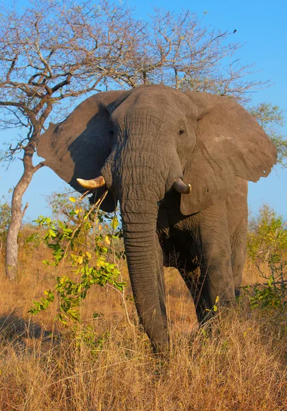 Toro elefante grande — Foto de Stock