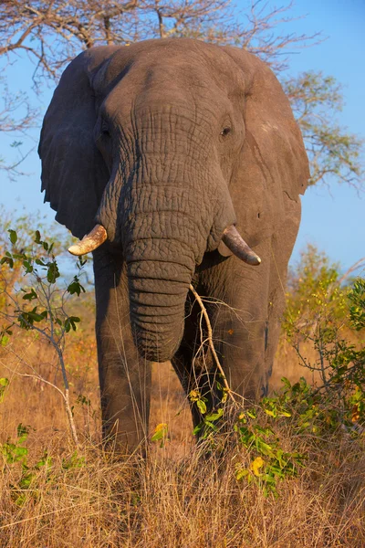 Grand taureau éléphant — Photo