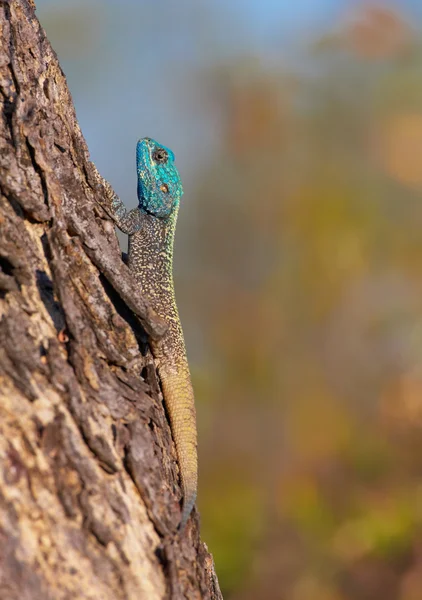 stock image Southern Rock Agama (Agama atra)