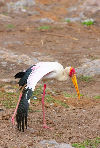 Dławigad (Mycteria ibis) — Zdjęcie stockowe