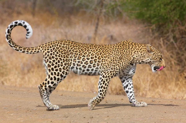 Leopardo caminhando na estrada — Fotografia de Stock