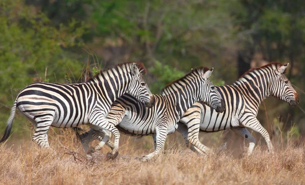 Rebanho de zebras (Equipas Africanas ) — Fotografia de Stock