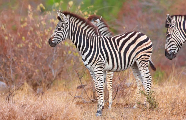 Herd of zebras (African Equids) — Stock Photo, Image