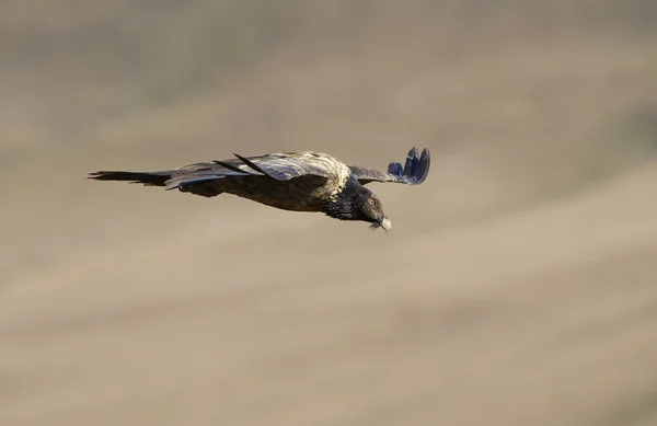 Lammergeyer o Avvoltoio Barbuto — Foto Stock