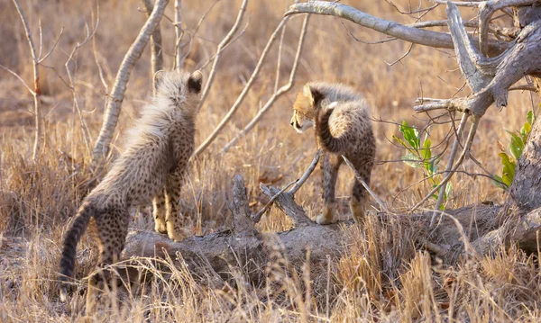 Cheetah (Acinonyx jubatus) ungar — Stockfoto