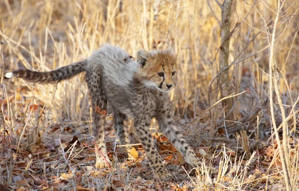 Cheetah (Acinonyx jubatus) cub — Stock Photo, Image