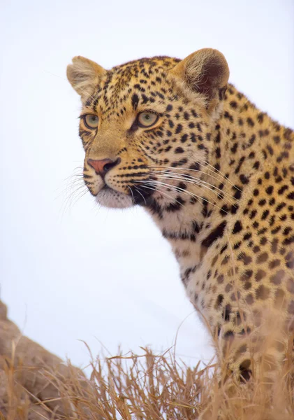 Leopardo sentado en la hierba — Foto de Stock