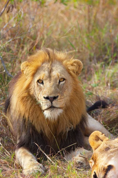 Löwe und Löwin (Panthera leo) — Stockfoto