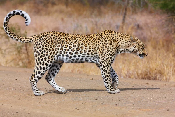 Leopard gå på vägen — Stockfoto