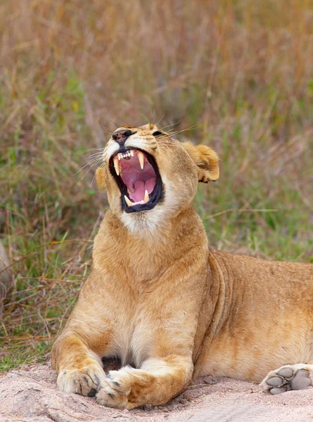 Lioness (panthera leo) close-up — Stock Photo, Image
